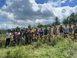 Panen Jagung di Kulango, Saat Polri dan Petani Buol Menyemai Harapan Pangan